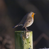 Buy canvas prints of Robin on Fence Post by Simon West