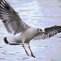 Buy canvas prints of Seagull Landing on lake by Simon West