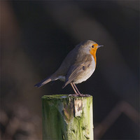 Buy canvas prints of Robin on wooden fence post by Simon West