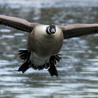 Buy canvas prints of Canadian Goose in flight by Simon West