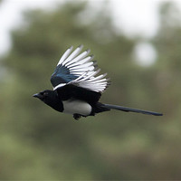 Buy canvas prints of Heath lake Magpie by Simon West