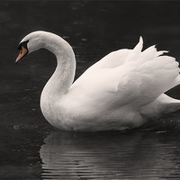 Buy canvas prints of White Swan by Simon West