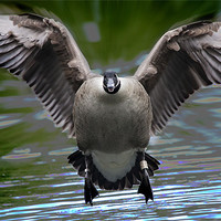 Buy canvas prints of Canadian Goose by Simon West