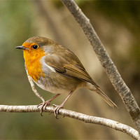 Buy canvas prints of Robin in woods by Simon West