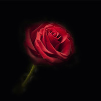 Buy canvas prints of Single Red Rose by Simon West