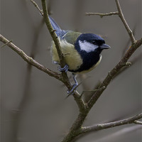 Buy canvas prints of Great Tit by Simon West