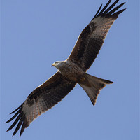 Buy canvas prints of Red Kite in flight by Simon West