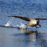 Buy canvas prints of Canadian Goose Taking Off by Simon West