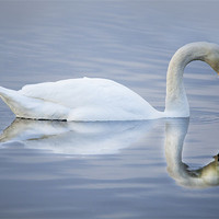 Buy canvas prints of Reflections of A Swan by Simon West