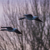 Buy canvas prints of Greylag Geese by Simon West