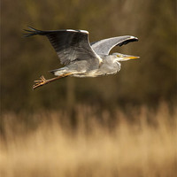 Buy canvas prints of Heron in flight by Simon West