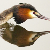 Buy canvas prints of Great Crested Grebe by Simon West