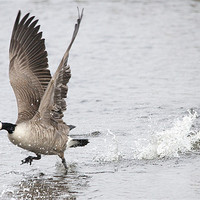 Buy canvas prints of Canadian Goose Taking Off by Simon West