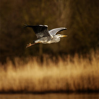 Buy canvas prints of Heron in flight by Simon West