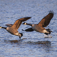 Buy canvas prints of A Pair of Canadian Geese by Simon West