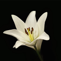 Buy canvas prints of Single White Lily Stem by Simon West