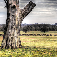 Buy canvas prints of Windsor Great Park by Simon West