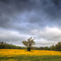 Buy canvas prints of Rapeseed Field by Simon West