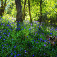 Buy canvas prints of Bluebell Wood by Simon West