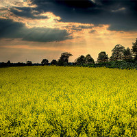 Buy canvas prints of Rapeseed Field by Simon West