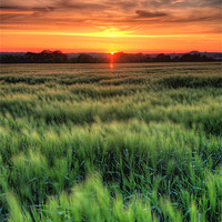 Buy canvas prints of Early summer cornfield by Simon West