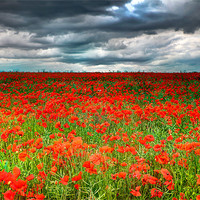 Buy canvas prints of Poppy Field by Simon West