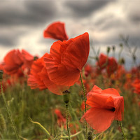 Buy canvas prints of Poppies in the wind by Simon West