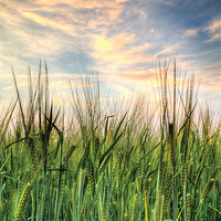 Buy canvas prints of Cornfield after sunset by Simon West