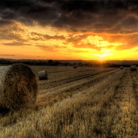 Buy canvas prints of Harvested Cornfield Sunset by Simon West