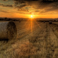 Buy canvas prints of Harvest Cornfield Sunset by Simon West