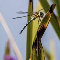 Buy canvas prints of Dragonfly by Simon West