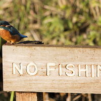 Buy canvas prints of Cheeky Kingfisher by Simon West