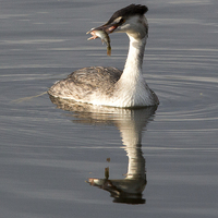 Buy canvas prints of Great Crested Grebe with Perch by Simon West