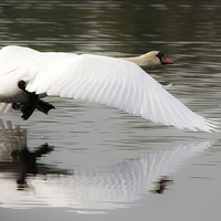 Buy canvas prints of Swan lake by Simon West