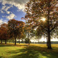 Buy canvas prints of Windsor Park Autumn Trees by Simon West