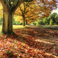 Buy canvas prints of Autumn Trees by Simon West