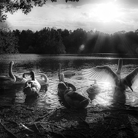 Buy canvas prints of Swan lake by Simon West