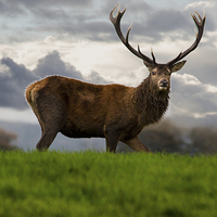 Buy canvas prints of Red Stag by Simon West
