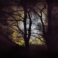 Buy canvas prints of The moon through the trees by Simon West