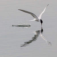 Buy canvas prints of Arctic Tern by Simon West