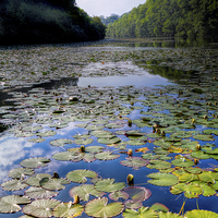 Buy canvas prints of Bosherston Lily Ponds by Simon West