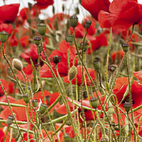 Buy canvas prints of  Poppies by Simon West