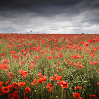 Buy canvas prints of  Poppy Field by Simon West