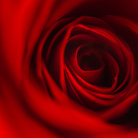 Buy canvas prints of Red Rose Petals by Simon West