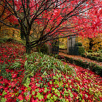 Buy canvas prints of Autumn Garden by Simon West