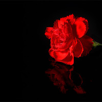 Buy canvas prints of Red Carnation by nick woodrow