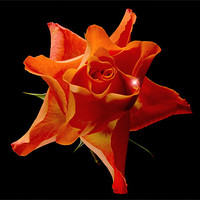 Buy canvas prints of Orange Rose by nick woodrow