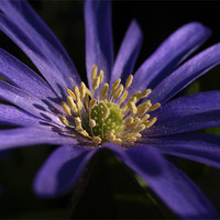 Buy canvas prints of Anemone Blanda by Pawel Juszczyk