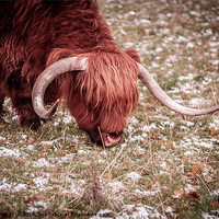 Buy canvas prints of Highland Cow by Samantha Glick