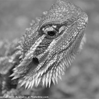 Buy canvas prints of Bearded Dragon by Barry Newman